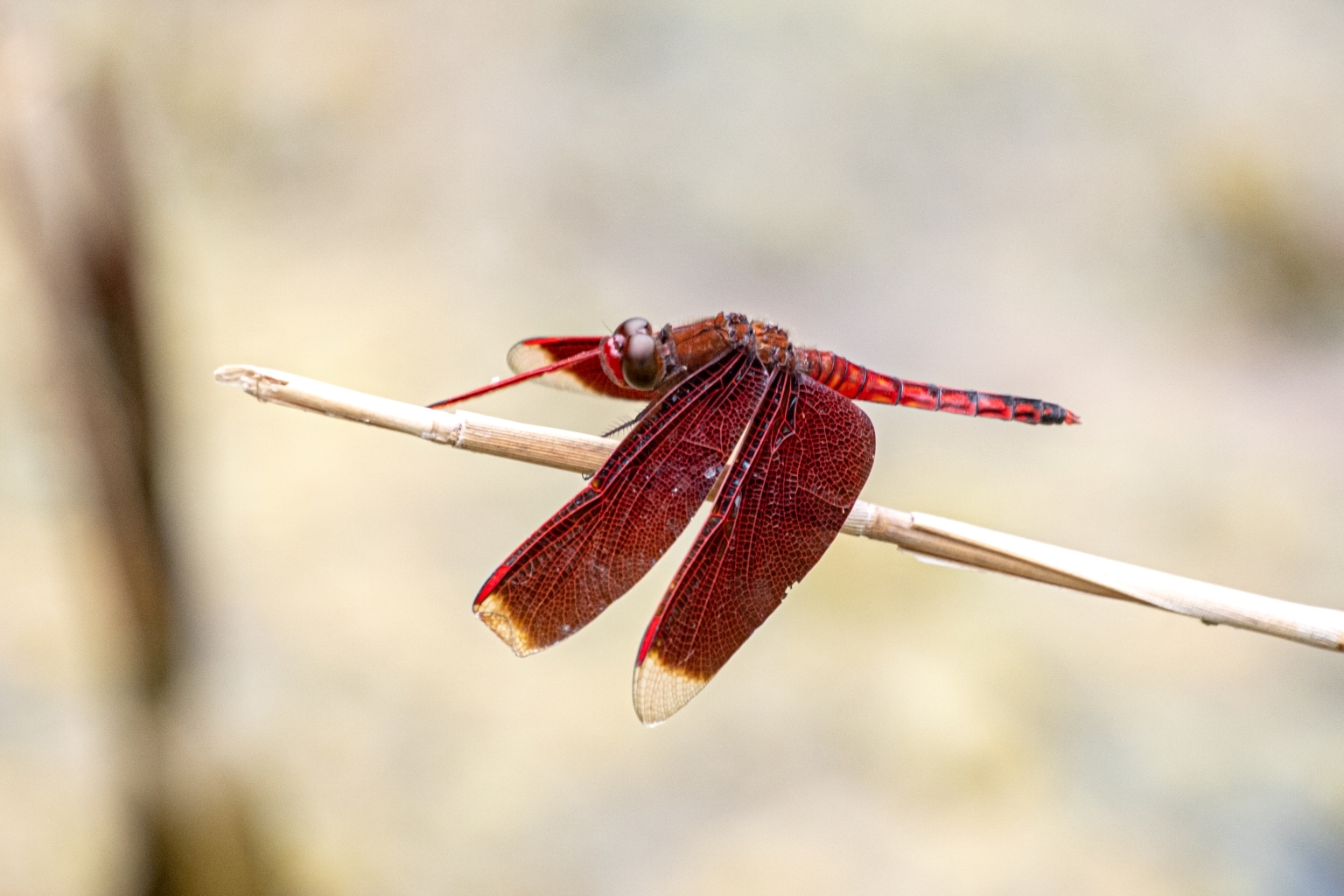 外国産コガネムシ標本】ダイコクコガネ/アルゼンチン産/26.1mm21.4mm
