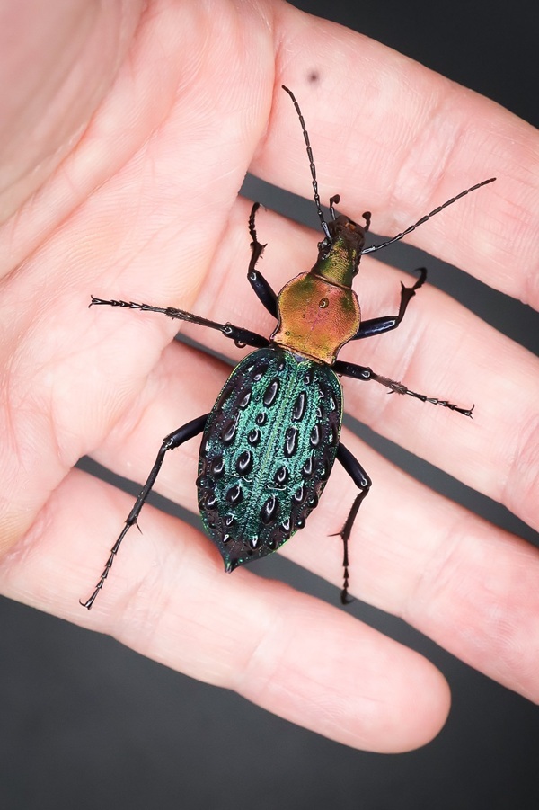 ブルーで凄く美しいカブリモドキ！ イボカブリモドキSSP重慶市産ブルー