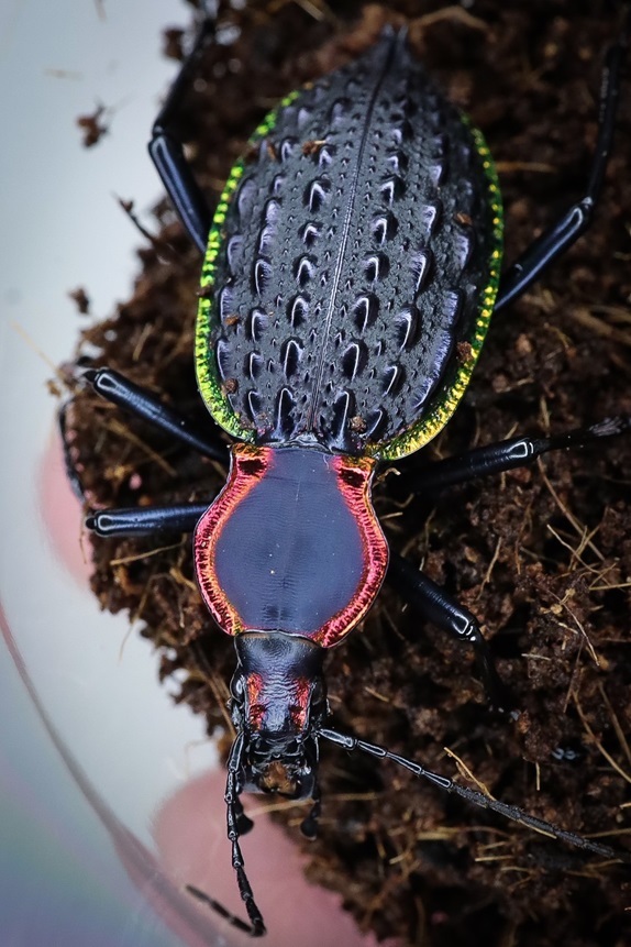 外国産オサムシ標本】イボカブリモドキ/湖北省.建始産/38.2mm 【WD】《イボ