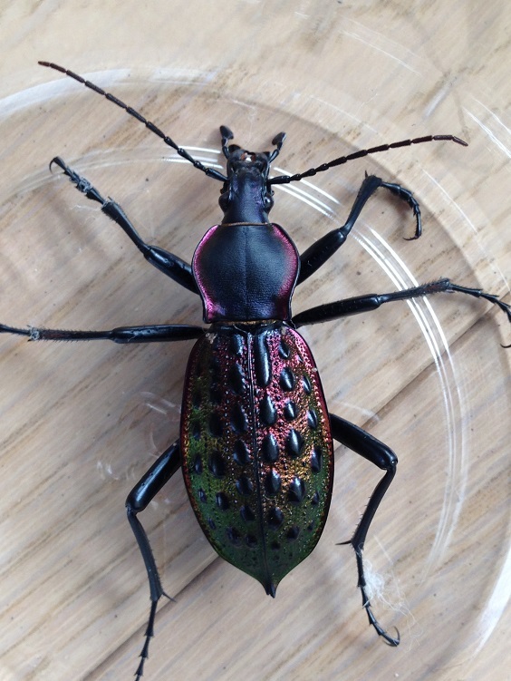 オオコブカブリモドキ | ホペイフリークの自己満足日記