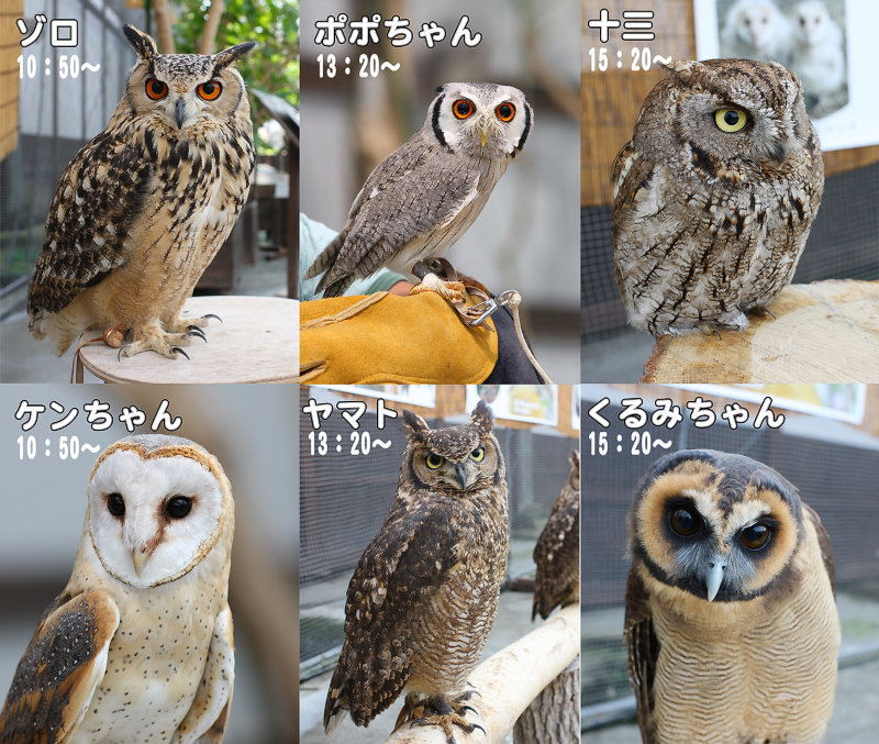 フクロウを乗せてみよう | 掛川花鳥園公式ブログ