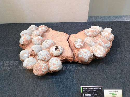 ☆【入手困難】博物館クラス 恐竜の卵 化石 ハドロサウルスの卵の巣