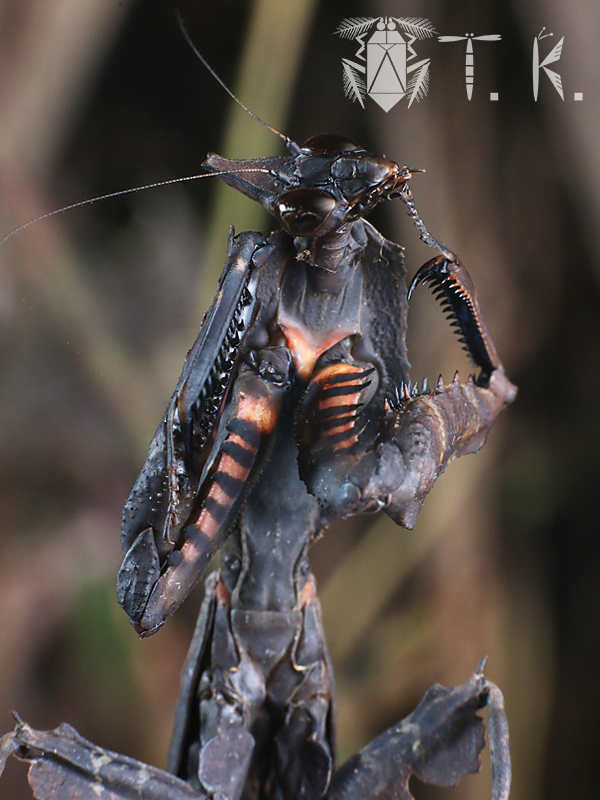 マオウカレハカマキリ雌 立体標本 魔王枯葉 ラスト1 マオウカレハ