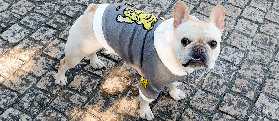 フレンチブルドッグ服 * BLIMP ブリンプ