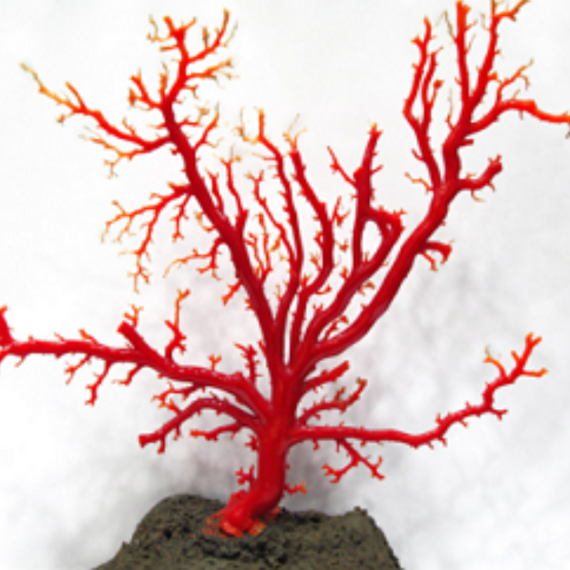 Y2678-2 国産赤珊瑚原木 血赤珊瑚 総重量49.8g 太軸 Y2678-