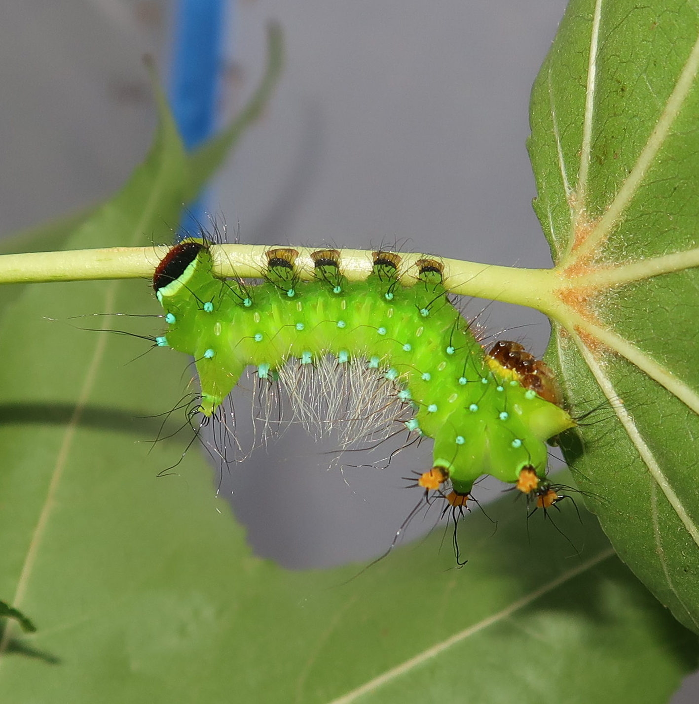 Actias rhodopneuma — pink spirit moth | Welcome, visitor!