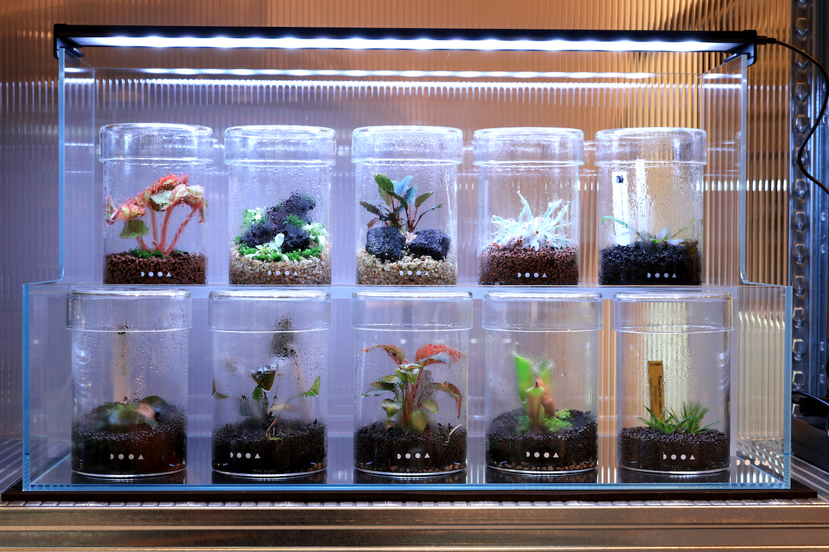 ガラスケースとLEDで植物を愛でる。未来のグリーンショップ〈ADA LAB