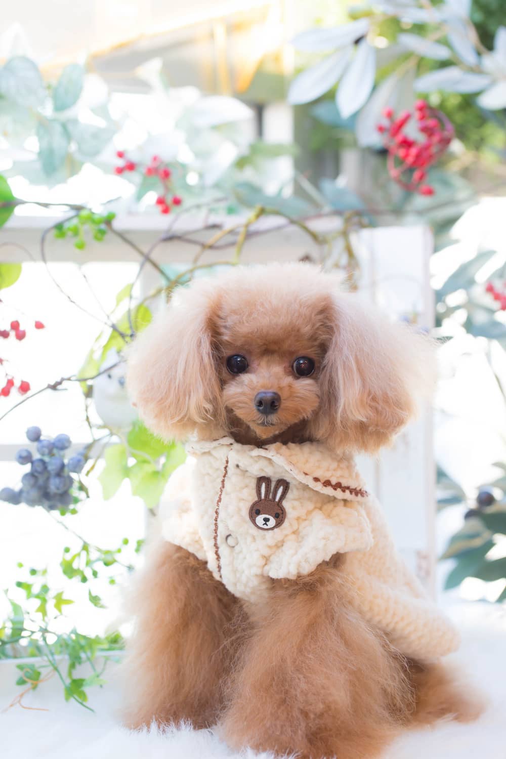 ドッグブティック・ブルブブ