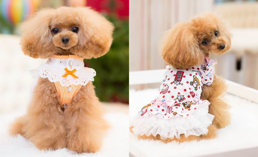 犬（わんちゃん）の洋服。ドッグブティック ブルブブ《サイズ寸法