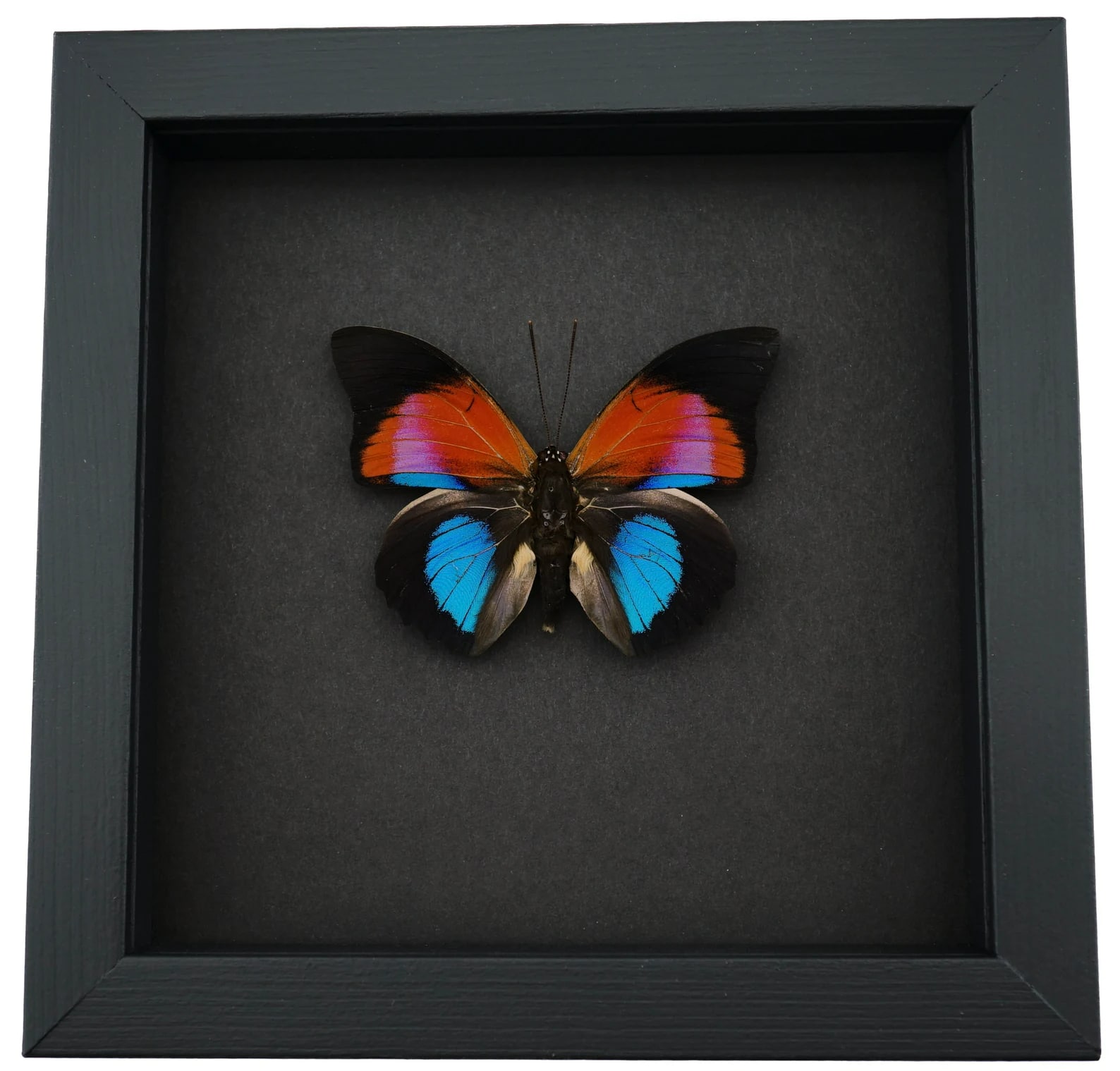 Rare Blue Red Fuchsia Hybrid Butterfly - Agrias claudina lugens