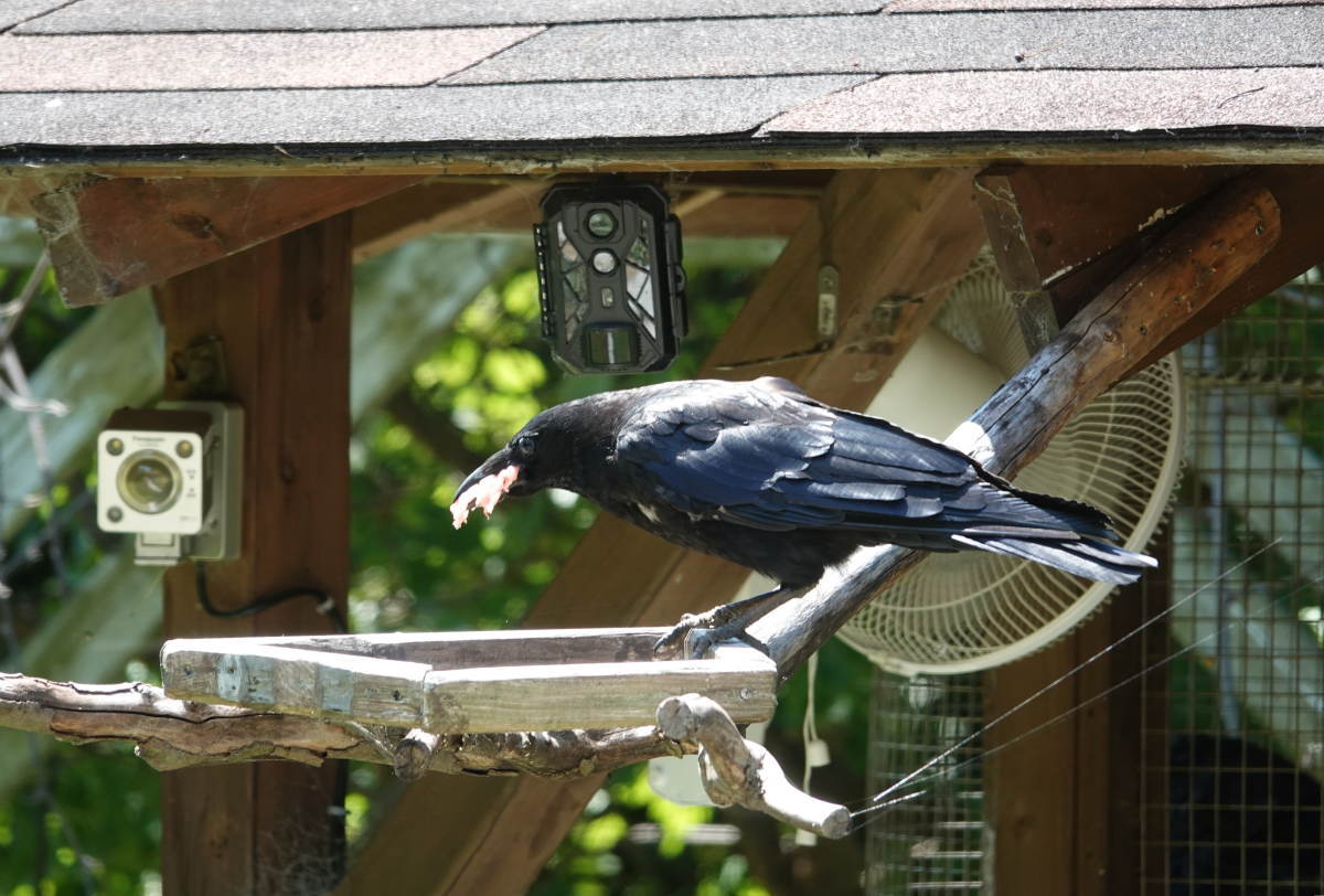 カラスブログ2024年8月12日 図々しい来客