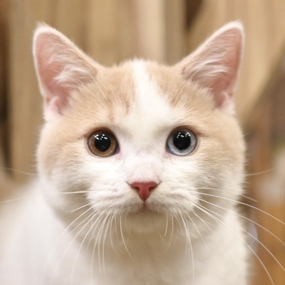 心斎橋店｜猫カフェ MOCHA(モカ)