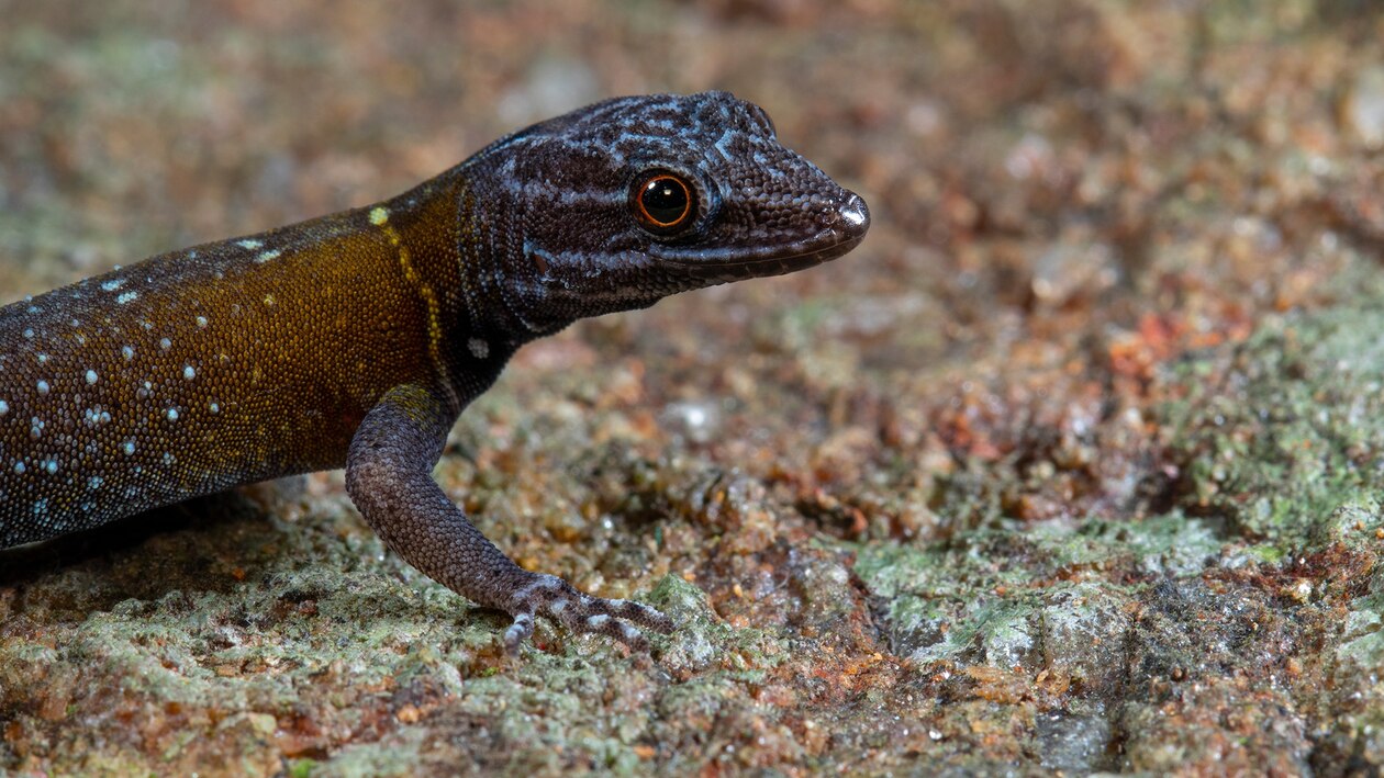 新種のヤモリを発見、ゴッホの名画「星月夜」にちなんで命名