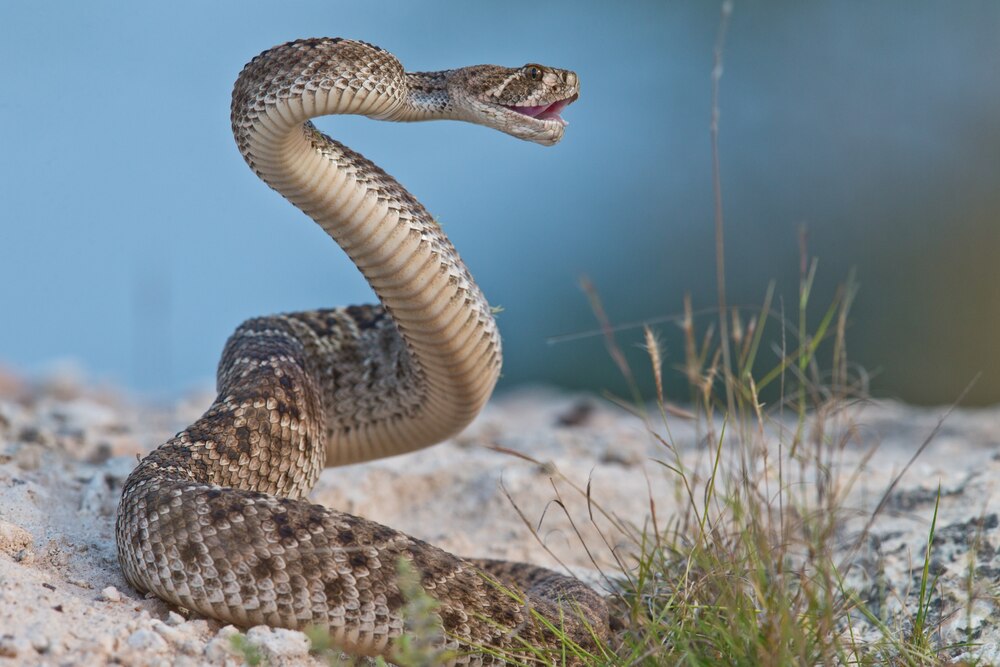 ガラガラヘビのガラガラ音、低音と高音を使い分け | ナショナル ジオ