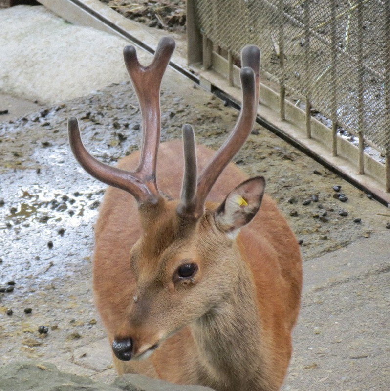 鹿のツノ 4本 7本 エゾシカ 蝦夷鹿 角 ツノ 鹿の角4本 落ち角 シカの