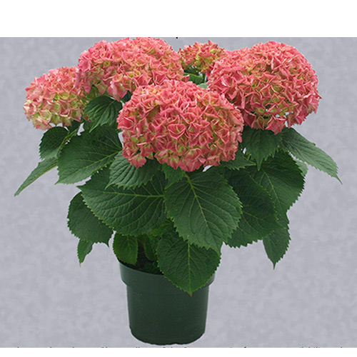 BURNABY LAKE Hydrangea BLG3115593000 | RONA