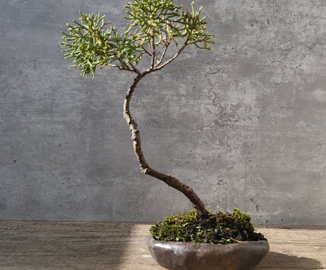 四方刻絵竹子紫砂鉢 大盆栽 小盆栽 多肉植物鉢 四方刻絵