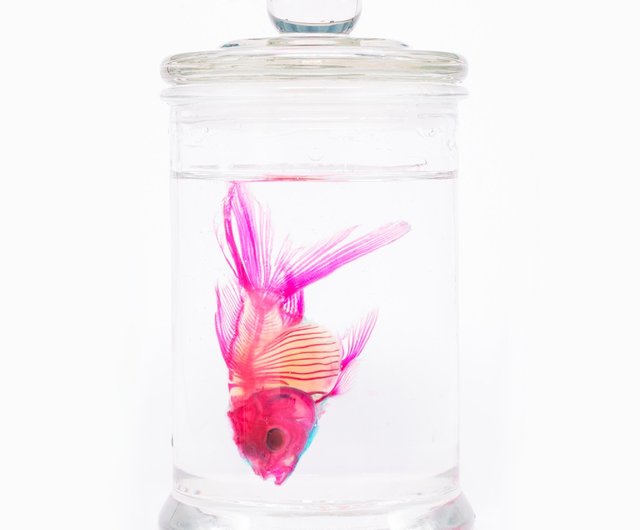 台湾 透明生物標本作製キット（特別バージョン） - Transparent Specim