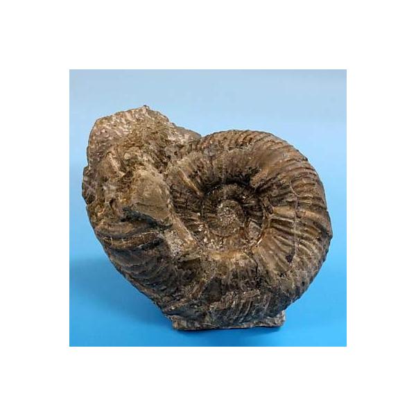 北海道産アンモナイト(ジンボイセラス) 1699g jimboiceras 天然石 化石