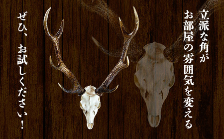 ニホンジカ頭骨付き角 壁掛け 小 【配送不可地域あり】※離島 上野浩嗣