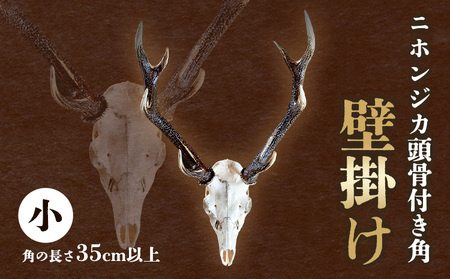 ニホンジカ頭骨付き角 壁掛け 小 【配送不可地域あり】※離島 上野浩嗣