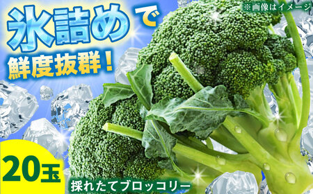 2026年7月以降順次発送】ブロッコリー 20玉 北海道 先行予約 [AXBD001