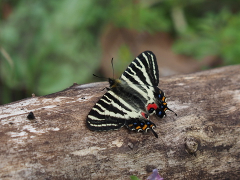 杣山型異常型】ギフチョウ（オス、福井県） 杣山型異常型】ギフチョウ