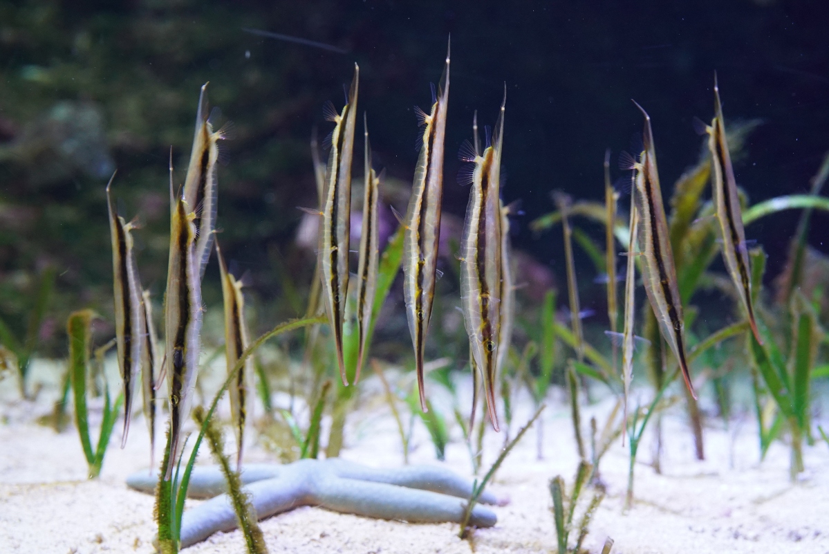 ケ*キ様 激レア 美品 東シナ海産 リュウグウオキナエビス ケ*キ様 激