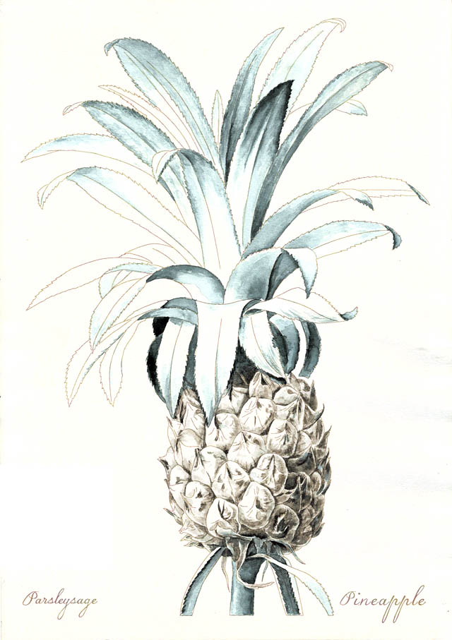 大人の水彩ぬり絵 「パイナップル」三上晃央 – Parsleysage