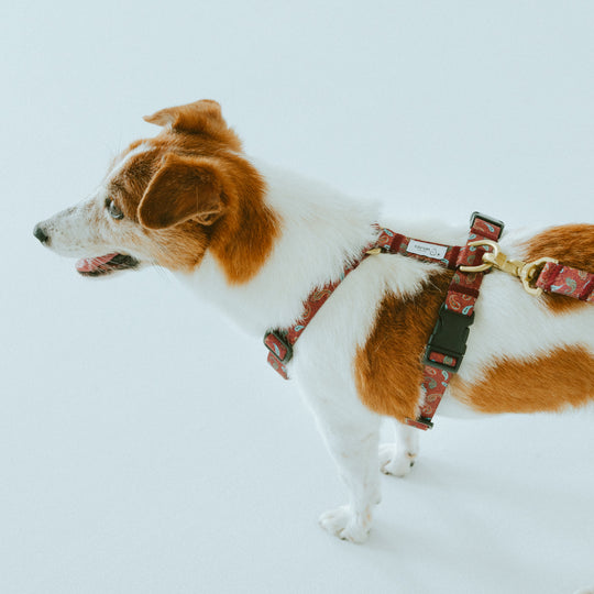 ciiron TOKYO シーロン トウキョウ – ciiron tokyo