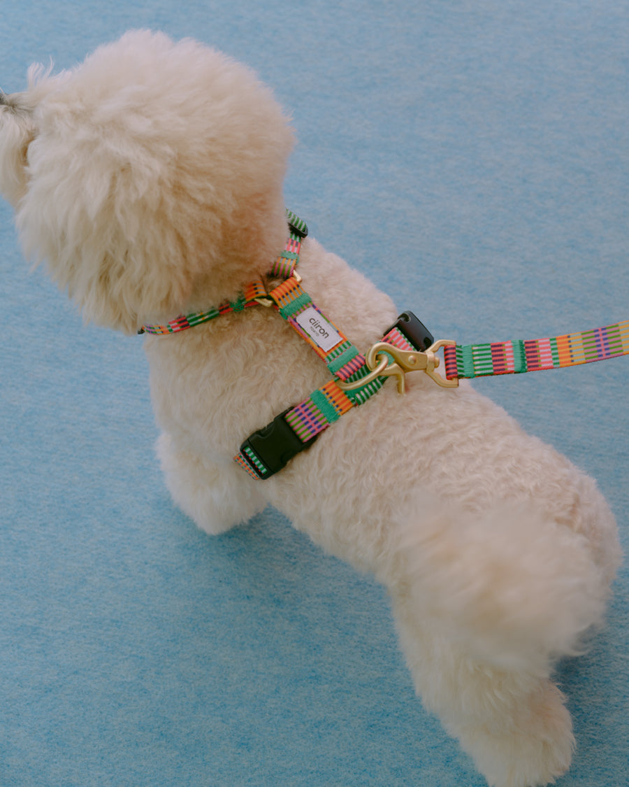 ハーネス AMY 再入荷！ 2026.02.05 – ciiron tokyo