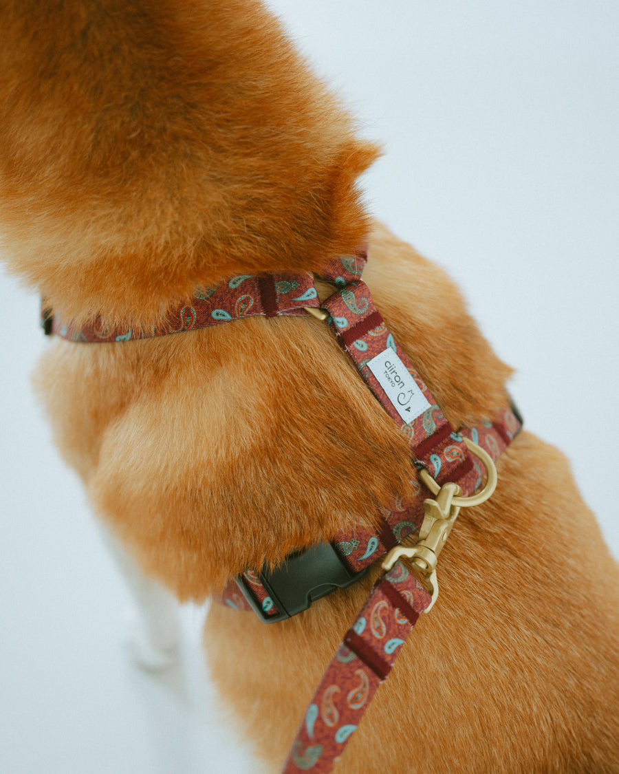 ハーネス ZOY（FUMI NIKAIDO × ciiron TOKYO Re:) – ciiron tokyo