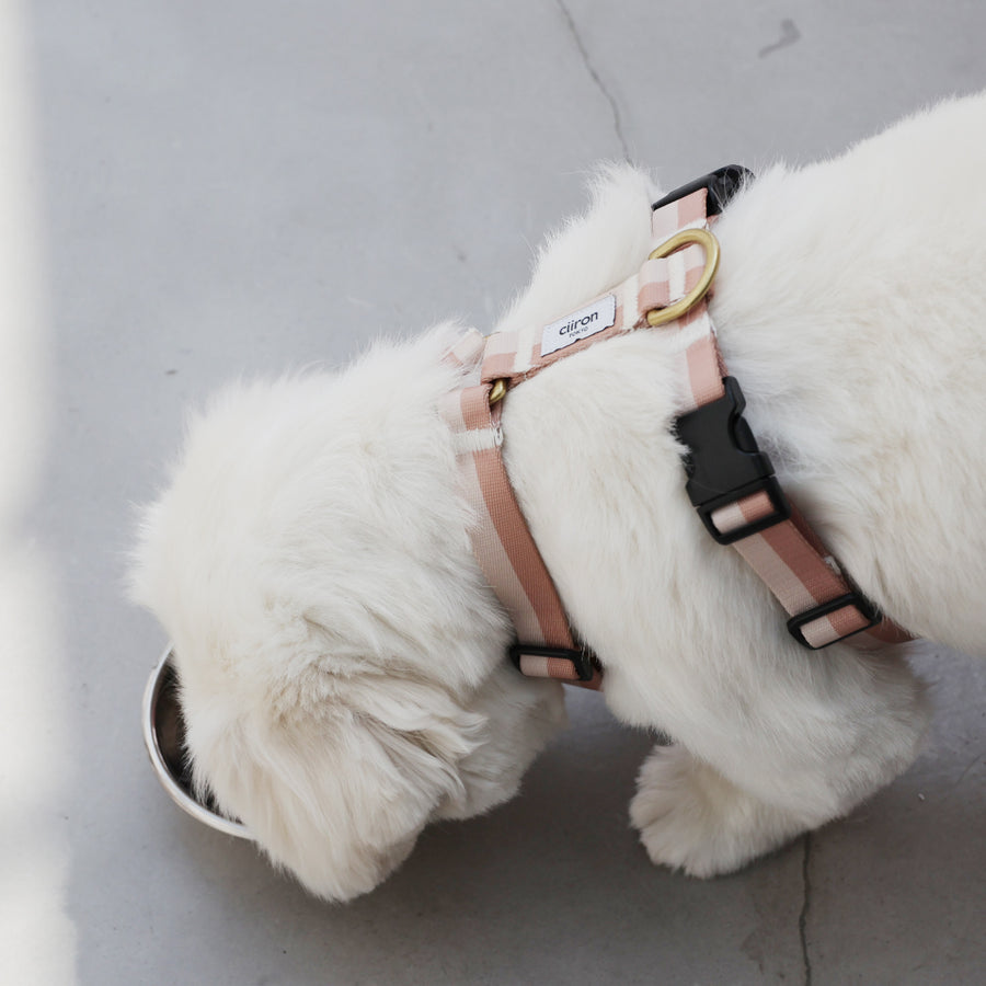 ハーネス NUDE 再入荷！ – ciiron tokyo