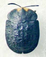 梅雨の晴れ間の瀬の本高原(その2 植樹草地編)