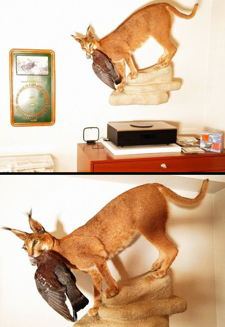 ☆ 送料無料 ☆ 即決 8，800円 ☆ インパラ 角 ☆標本／頭骨／剥製 ☆