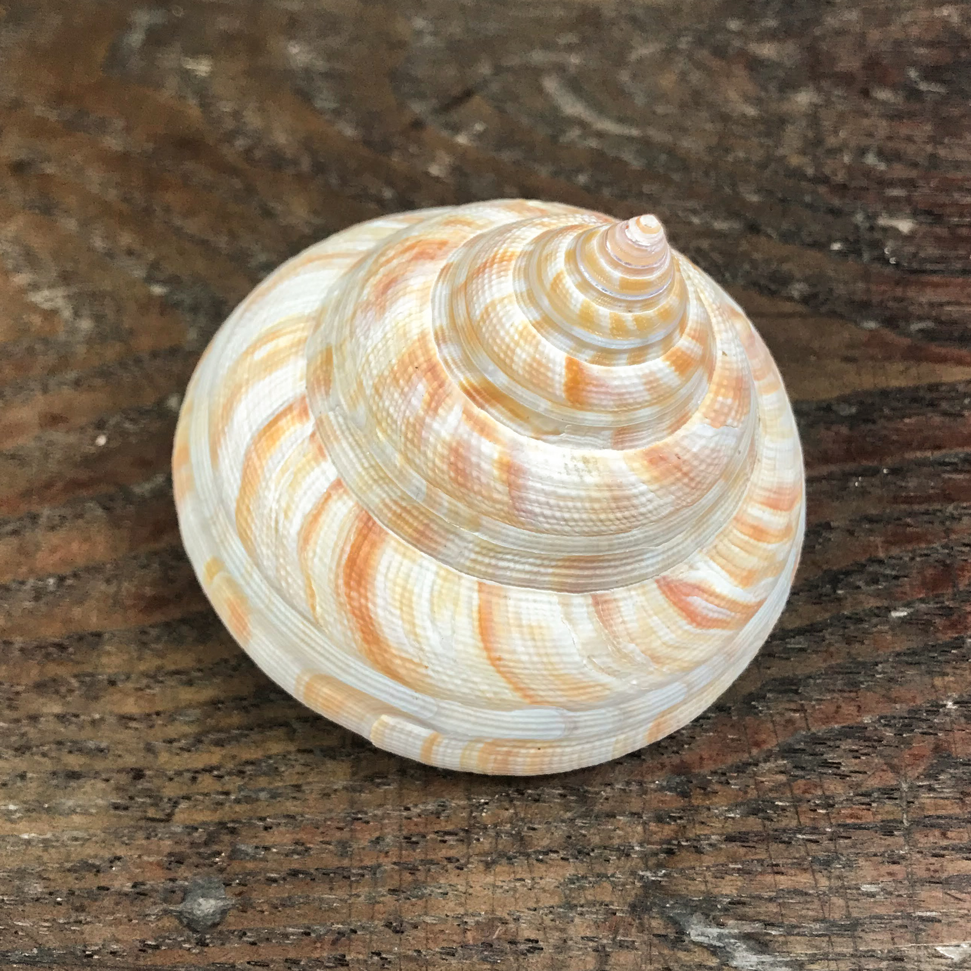 稀少】コシダカオキナエビス 貝 貝殻 標本