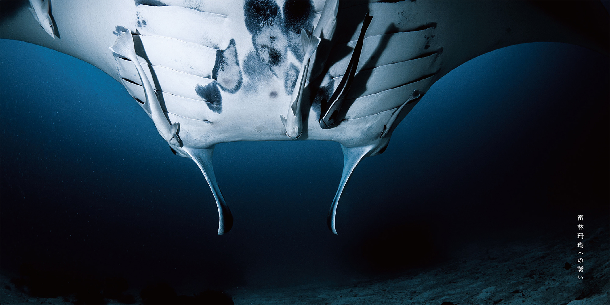 写真集『The Coral Triangle 〜密林珊瑚〜』 | 株式会社クレヴィス