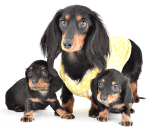 ミニチュアダックス・トイプードルの子犬情報・ブリーダー直販 | 銀座