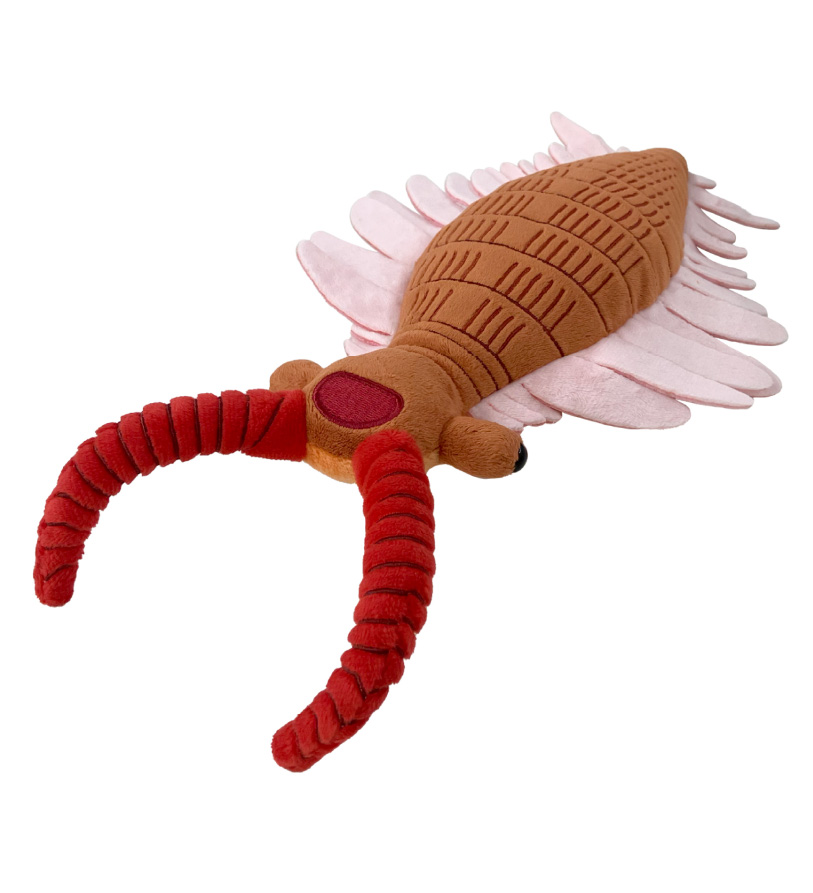 くなりみい出品 立体標本5点 くなりみい出品 立体標本5点