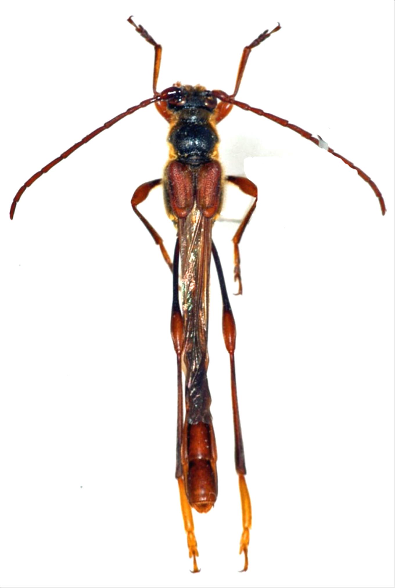 タンザニア産 ホウセキカミキリ 32mm 31mm