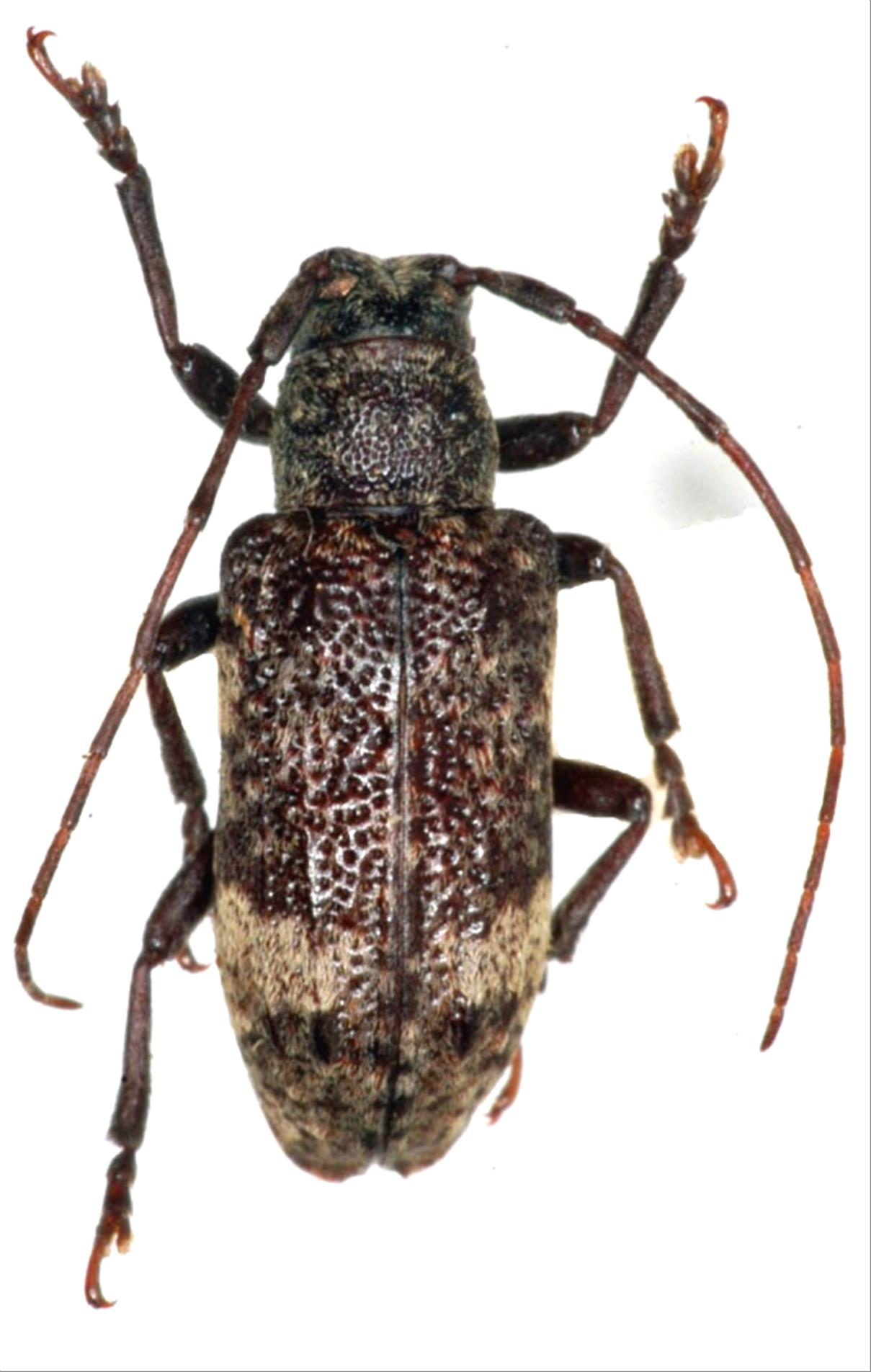 日本産カミキリムシデータベース