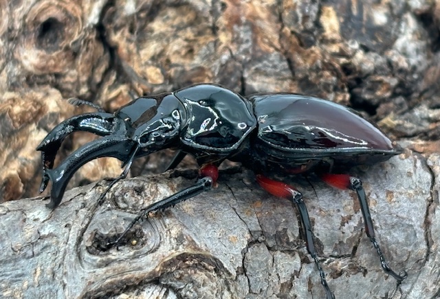 オベルチュールクワガタモドキ 65mm up 標本 標本 中国産 オーベル