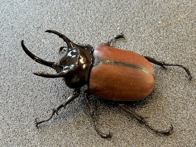 稀少/天然個体! サンボンツノカブト ♂61㎜(L)ペア インドネシア便