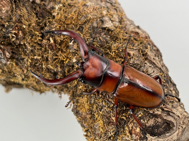 トカラノコギリ成虫 50/55/60/65/mmUPペア 最美麗種 ! 中之島産