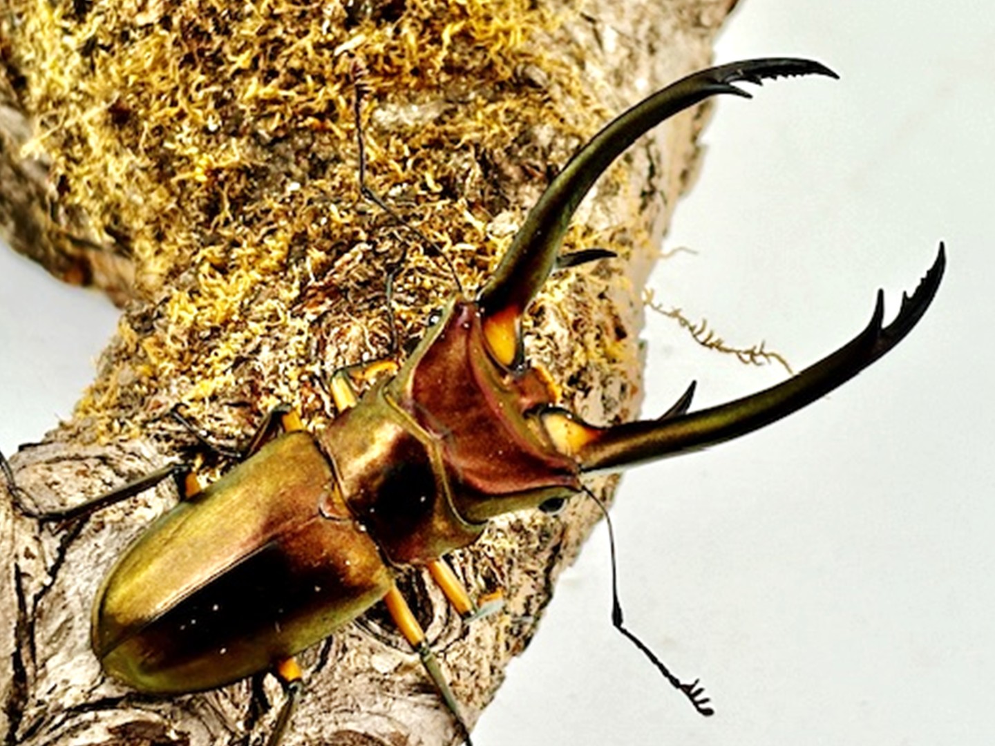 昆虫標本 大型エラフスホソアカ100mm 野外品 昆虫標本 大型エラフス