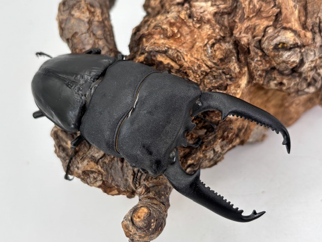 プレミアム生体 | D.D.A ism