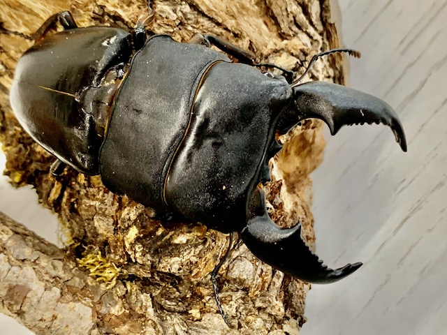 スマトラオオヒラタ♂70～105mmUP ペア アチェ産/超人気種!入門編にし