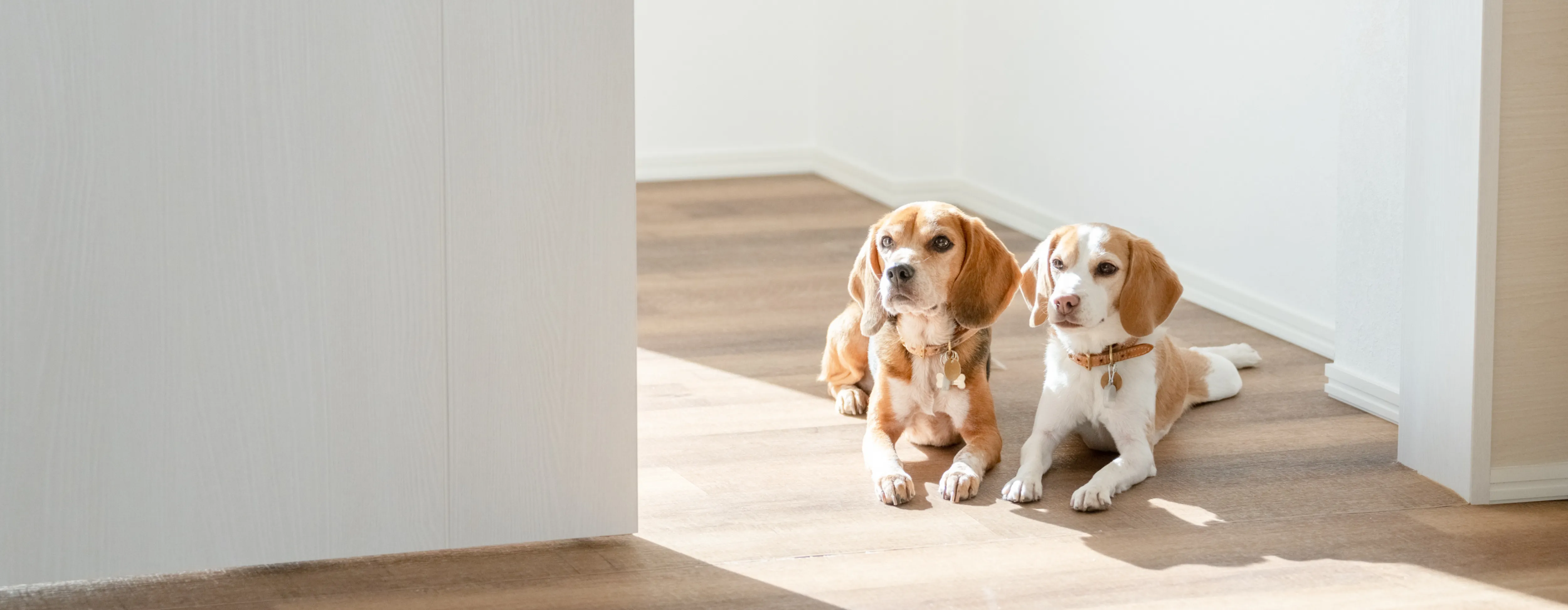 犬concord wealth大型犬短毛種 14個 楽天市場】ペットカート 多頭飼い