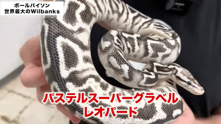世界最大のファーム】アメリカ編｜ボールパイソン「Wilbanks Reptiles