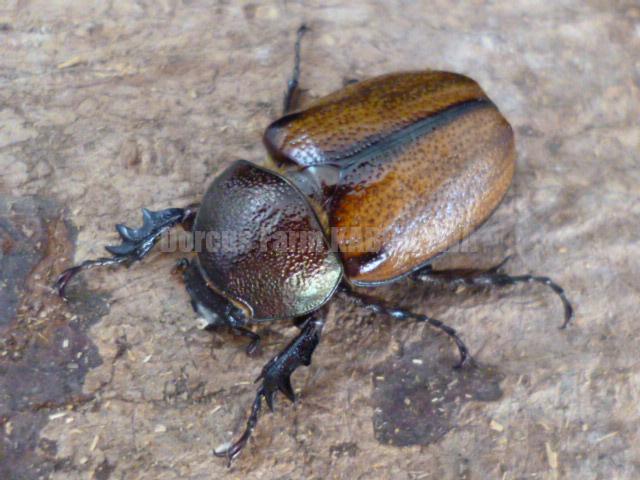 ブラジル産 ウルスカラカナヒナカブト 30mm 【公式通販】